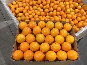Naranjas Valencia Frescas de Primera Calidad de Sudáfrica para Venta al por Mayor - Product Image 3