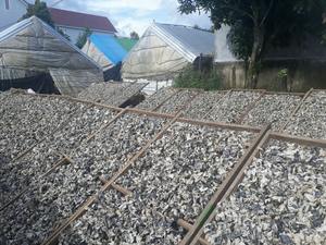 Champignons oreilles de bois séchées, 2020, 1 pièce, champignon noir, Vietnam - Product Image 4