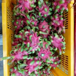 PITAYA สำหรับขาย/สดผลไม้มังกร