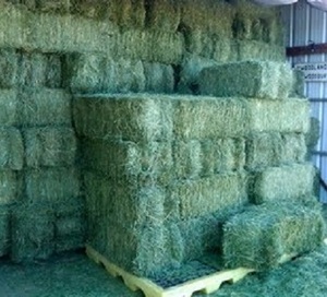 Alimentación Animal de Alfalfa, heno, alimentación Animal - Product Image 1