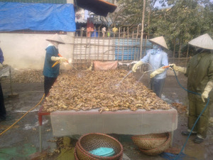 ขิงสดออร์แกนิกจากเวียดนาม - Product Image 6