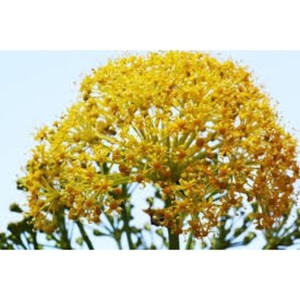 100% Pure Galbanum Aceite esencial Aceite de resina natural para aromaterapia Perfumería y cuidado de la piel Proveedor al por mayor - Product Image 5