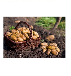 Grande pomme de terre fraîche avec norme d'exportation 2024 - Product Image 1