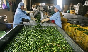 Meilleur prix du Vietnam pour les concombres salés en conserve, Cucumis Sativus frais entier, conservé en saumure, mariné, cuit, entier, pour l'exportation - Product Image 6