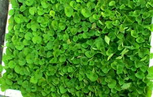 CENTELLA แห้งบริสุทธิ์/GOTU KOLA ที่มีคุณภาพสูง MS วันหยุด - Product Image 6