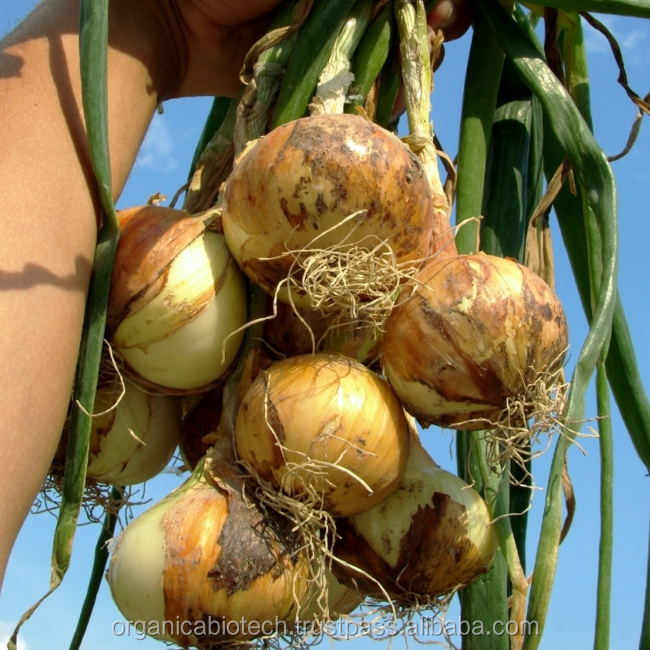 Organic crop Yield Boosters onion importers in singapore