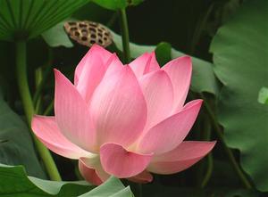 ดอกบัวสด-ดอกบัว - Product Image 4