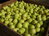 Pommes jaunes Granny Smith biologiques de qualité supérieure, 100% naturelles, provenant d'Afrique du Sud
