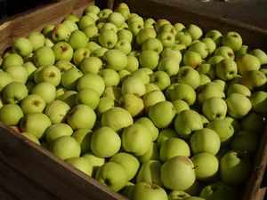 Manzanas Amarillas Frescas Orgánicas de Primera Calidad 100% Naturales - Product Image 3