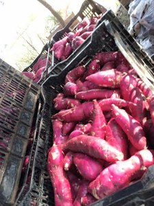 Batata Fresca 2021-Mejor Calidad - Product Image 5