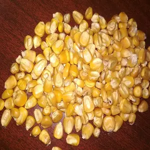 Yellow Maize For Animal Feed