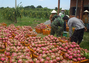 FRUIT DU DRAGON FRAIS DE QUALITÉ SUPÉRIEURE CANNE À SUCRE DU VIETNAM - Product Image 3