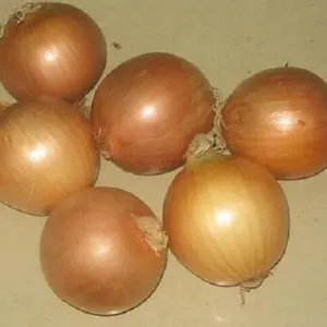 Bawang Merah Segar dan Bawang Kuning Berkualitas