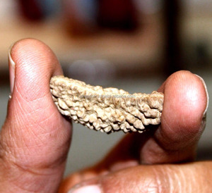 Khuôn Mặt Năng Lượng <span class=keywords><strong>Rudraksha</strong></span> Hạt Rudra Enterprises One <span class=keywords><strong>Mukhi</strong></span>/Mặt <span class=keywords><strong>Rudraksha</strong></span>, <span class=keywords><strong>1</strong></span> IN;10122740 Brown - Product Image 1