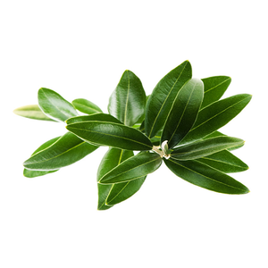 Huile essentielle de Copaïba au meilleur prix, 100% pure, arbre à thé et résine de Copaïba, huiles de soin de beauté, fournisseur OEM/ODM - Product Image 3