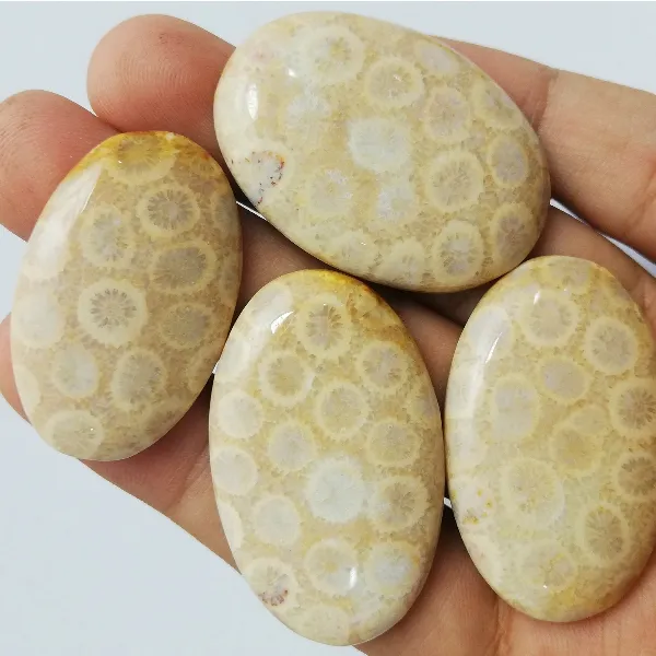 Pedra preciosa do cabochão do fóssil do coral da forma e do tamanho da mistura