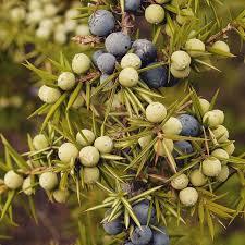 น้ำมันหอมระเหย cade จากธรรมชาติบริสุทธิ์100% ผู้ผลิตน้ำมันเคดผลิตฉลากส่วนตัว - Product Image 3