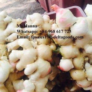 Grossiste Zingiber Zerumbet Gingembre frais au meilleur prix Origine Vietnam - Product Image 5