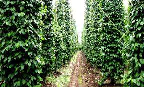 Poivron vert - Product Image 3