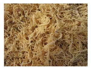 DRIED EUCHEUMA/ COTTONII/ SPINOSUM <b>SEAWEED</b> - Product Image 5
