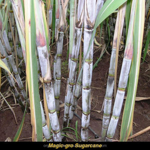 เครื่องเก็บเกี่ยวอ้อยในบังกลาเทศ,ผลิตภัณฑ์ชีวภาพประสิทธิภาพสูงสำหรับหวาน - Product Image 3