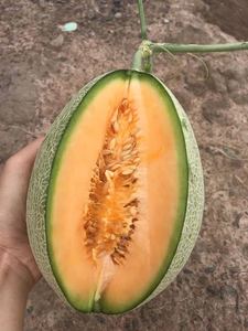 ผลไม้แคนตาลูปมาตรฐานยุโรป// คุณเจนนี่ - Product Image 6