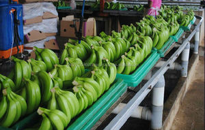 Bananas Cavendish Verdes Premium de la MEJOR CALIDAD, 1 kg, Listas para Comer - Product Image 3