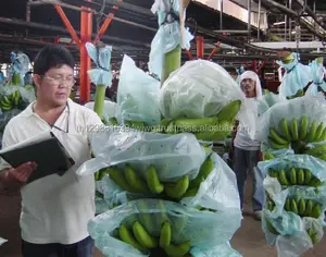 Cavendish Banana market prices - Dubai market