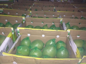 <b>Fresh</b> Sweet Honey Pomelo Manufacturer in 2020 - Product Image 6