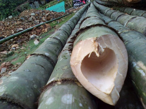 Fournisseur vietnamien Poteaux en bambou de différentes tailles et longueurs Rock - Product Image 4