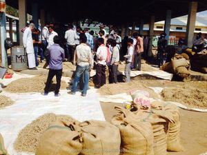 Extracto de Ashwagandha, Raíz de Ginseng Indio, Withania Somnifera - Product Image 6