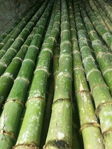 Poteaux de bambou de la meilleure qualité pour la construction et les installations du Vietnam en vente - Product Image 2