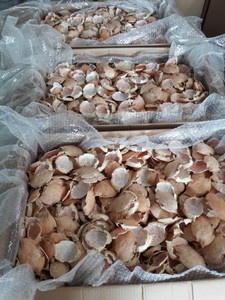 Grandes coquilles de crabe entières séchées 100% naturelles pour les restaurants de fruits de mer et de cuisine farcie - Product Image 3