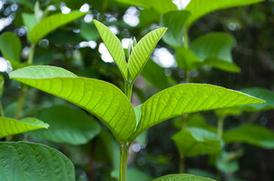 ผงฝรั่งบริสุทธิ์ในเวียดนาม - Product Image 2