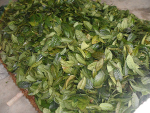 TÉ VERDE SECO A GRANEL DE VIETNAM - Product Image 6