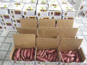 PATATE DOUCE FRAICHE - ORIGINE VIETNAM MEILLEUR PRIX//WhatsApp: Mme Pinky (+84) 35 9268 345 - Product Image 5