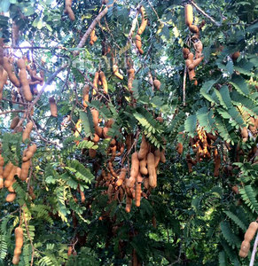 Tamarindo maduro al por mayor, fruta fresca de tamarindo de la mejor calidad de VIETNAM - Product Image 3