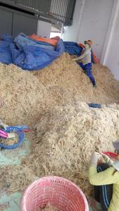 Secado Eucheuma Cottonii-atract Carrageenan-mejor precio - Product Image 5