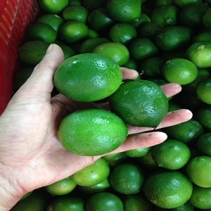 2021/Quantité en vrac de citrons frais sans pépins agrumes - Product Image 2