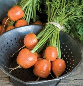 เวียดนามแครอทขนาดเล็กสำหรับขาย - Product Image 2