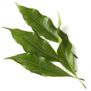 Huile de feuille de clou de girofle distillée à la vapeur d'Indonésie, huile essentielle en vrac de qualité supérieure - Product Image 3