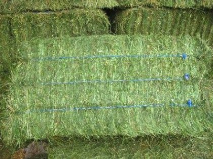 Продажа семян Альфальфа