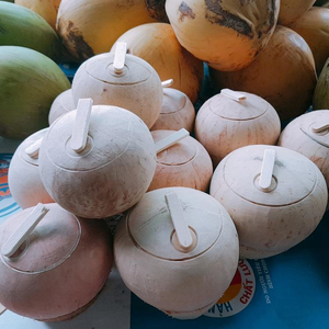 Noix de coco fraîche au goût naturel Jeune noix de coco verte - Product Image 4