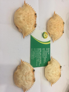 Premium 100% Natural Whole Dried <b>Clean</b> Crab Shell Eco-Friendly & Durable From Vietnam for Stuffing & Home Decoration - Product Image 4