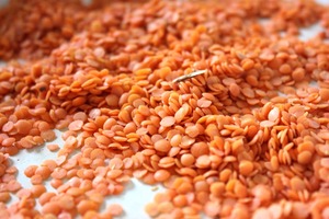 Semillas de lentejas verdes, rojas y marrones secas orgánicas de primera calidad, grado 25kg, 24 meses de vida útil, bolsa a granel, embalaje, uso alimentario - Product Image 2
