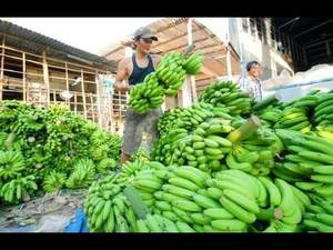 <b>Fresh</b> <b>Banana</b> From Vietnam with Best Price Ms Holiday - Product Image 5