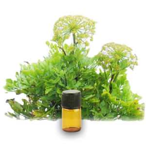 Huile essentielle de galbanum 100% pure, certifiée GMP, distillée à la vapeur, provenant de Turquie - Product Image 3
