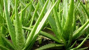 ALOE VERA ENTERO en 2020 - Product Image 6