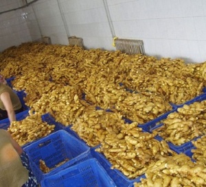 Jengibre fresco/ajo fresco/polvo de extracto de jengibre - Product Image 5