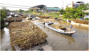 หมักชานอ้อยที่มีคุณภาพสูงใน2024 - Product Image 5